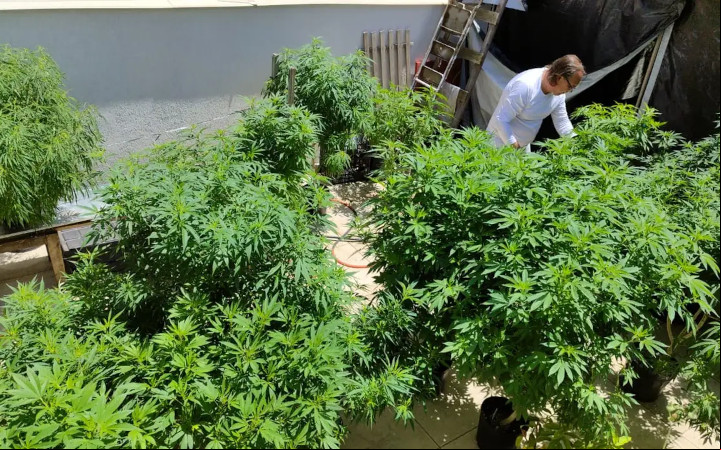 No Brasil, 672 mil pacientes usam maconha medicinal