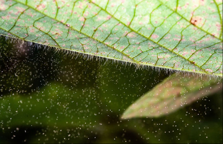 Pragas exigem medidas preventivas e serão ameaça com mudança do clima
