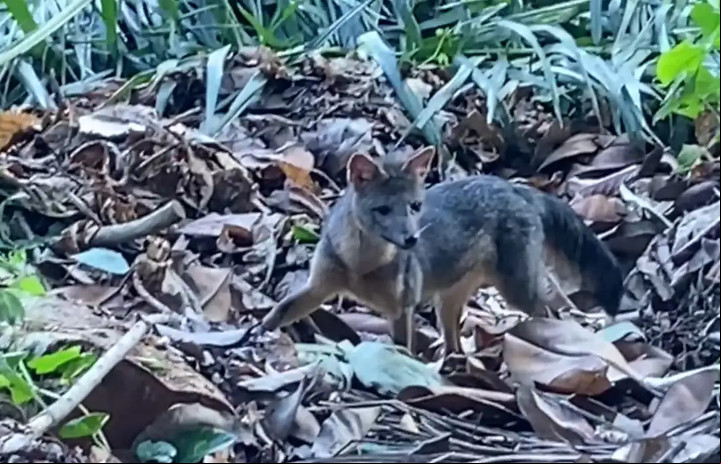 Cachorro-do-mato, chega de surpresa ao Parque da Tijuca no Rio de Janeiro