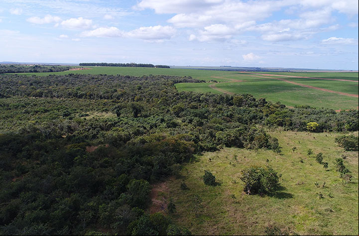 Cerrado, especialistas mostram como preservar