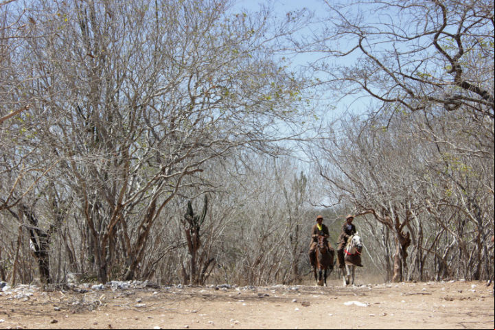 Desertificação, a luta para evitar que avance sobre florestas