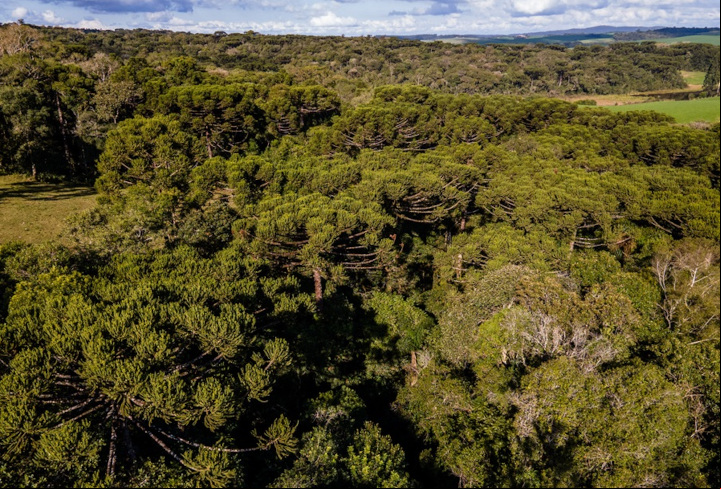Livro da EMBRAPA ensina como restaurar reservas de pinheiro araucária