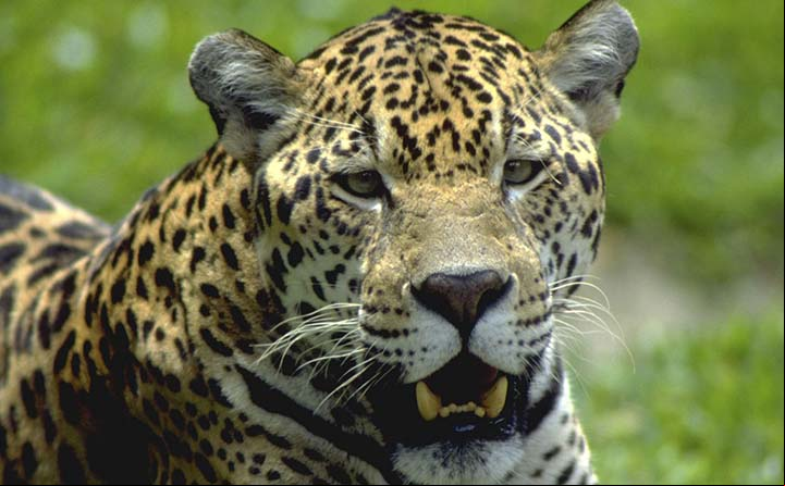Mamíferos da Serra do Mar em perigo de extinção