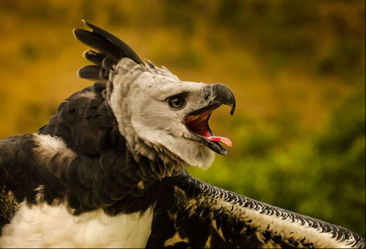 Biomas do Brasil tem 1253 espécies em risco de extinção: ICMBio