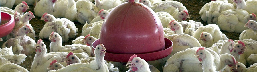 EMBRAPA exporta resultado genético de aves para Angola