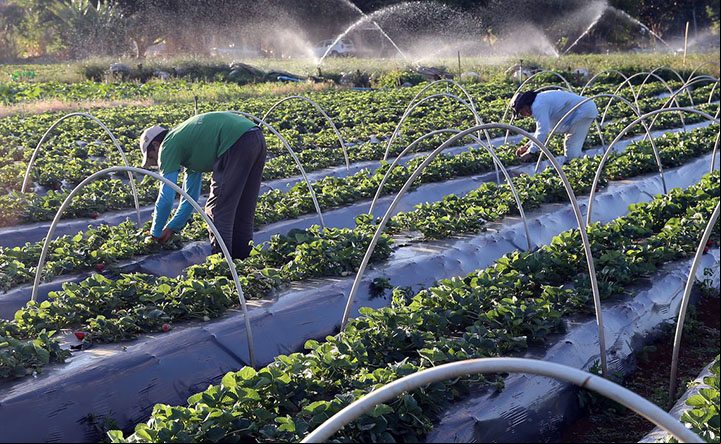 Produtor agropecuário é obrigado a emitir nota fiscal eletrônica, NF e