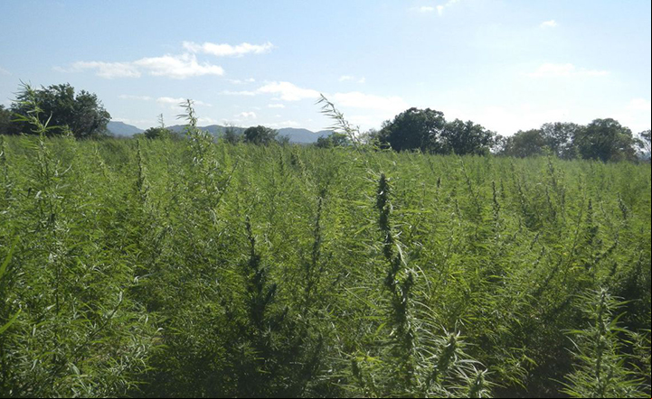 Uso da maconha terá consulta pública no Brasil para aperfeiçoar regulamento
