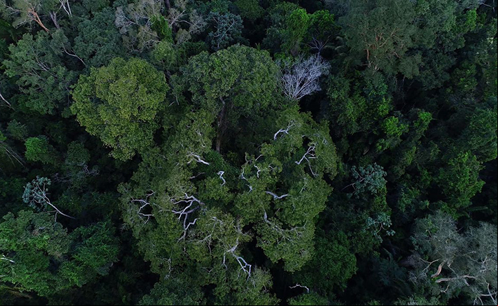 Brasil encaminha privatização de florestas no Amazonas 