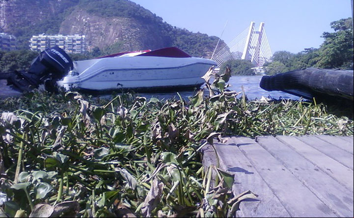 No Rio o trabalho para recolher 280 toneladas de gigogas