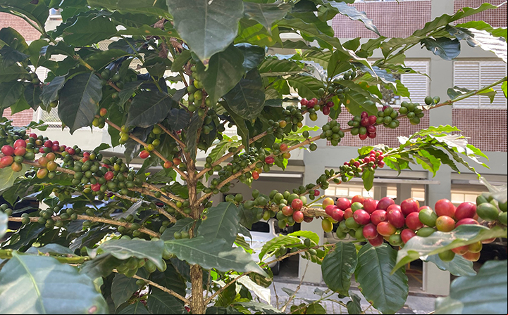 Lavouras de café do Brasil faturam R$ 814,7 bilhões em 2022