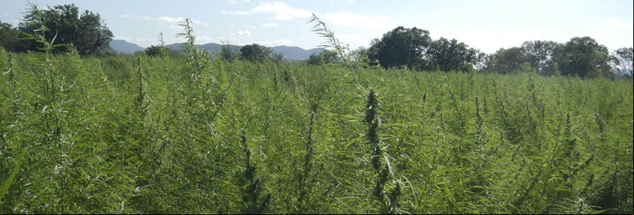 Brasil proíbe importação de maconha in natura