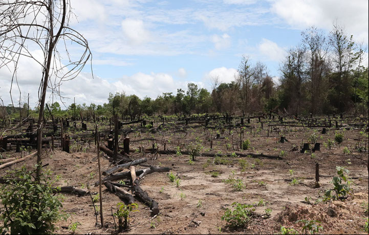 Pesquisadores se reúnem para recuperar áreas degradadas da Amazônia